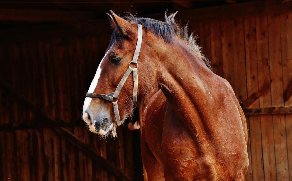 Shared ownership of a horse